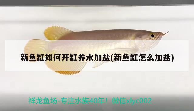 新魚缸如何開缸養(yǎng)水加鹽(新魚缸怎么加鹽)