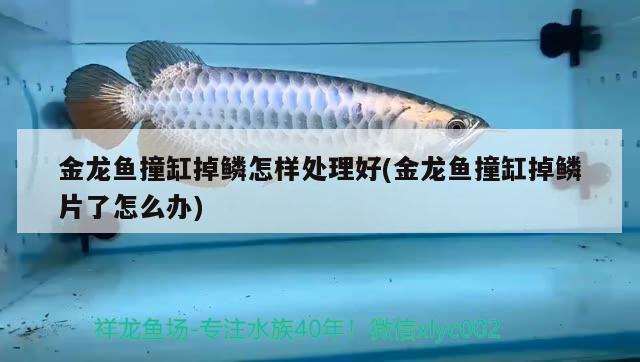 金龍魚撞缸掉鱗怎樣處理好(金龍魚撞缸掉鱗片了怎么辦) 熊貓異形魚L46