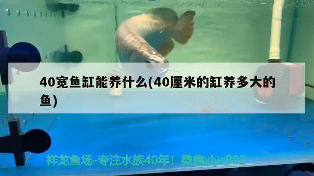 40寬魚缸能養(yǎng)什么(40厘米的缸養(yǎng)多大的魚)