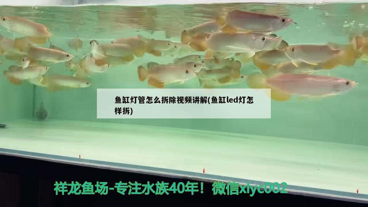 魚缸燈管怎么拆除視頻講解(魚缸led燈怎樣拆)