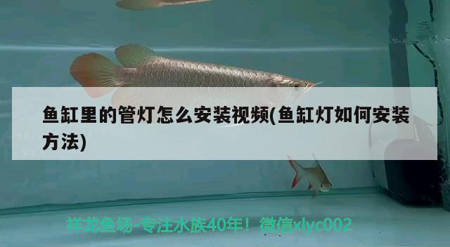 魚缸里的管燈怎么安裝視頻(魚缸燈如何安裝方法) 元寶鯽