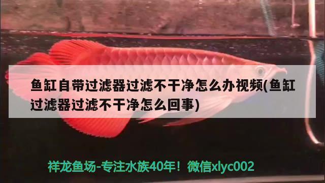 魚缸自帶過濾器過濾不干凈怎么辦視頻(魚缸過濾器過濾不干凈怎么回事) 喂食器