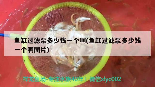 魚缸過濾泵多少錢一個啊(魚缸過濾泵多少錢一個啊圖片) 泰龐海蓮魚