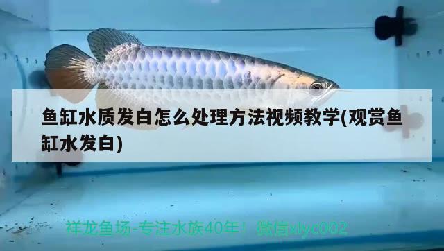 魚缸水質(zhì)發(fā)白怎么處理方法視頻教學(xué)(觀賞魚缸水發(fā)白) 生態(tài)瓶/創(chuàng)意缸/桌面微景缸