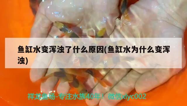 魚缸水變渾濁了什么原因(魚缸水為什么變渾濁)