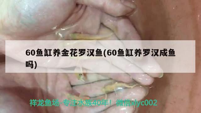 60魚缸養(yǎng)金花羅漢魚(60魚缸養(yǎng)羅漢成魚嗎)