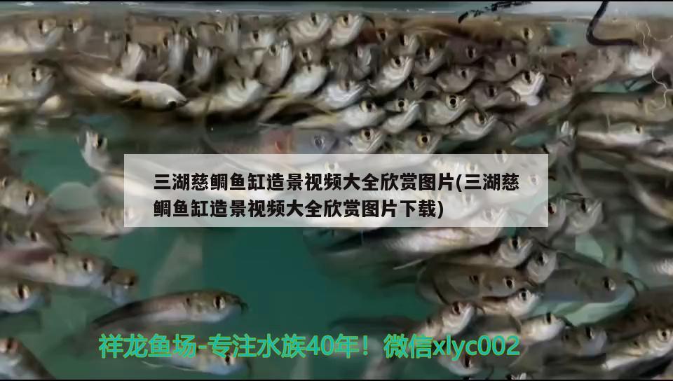 三湖慈鯛魚(yú)缸造景視頻大全欣賞圖片(三湖慈鯛魚(yú)缸造景視頻大全欣賞圖片下載) 大嘴鯨魚(yú)