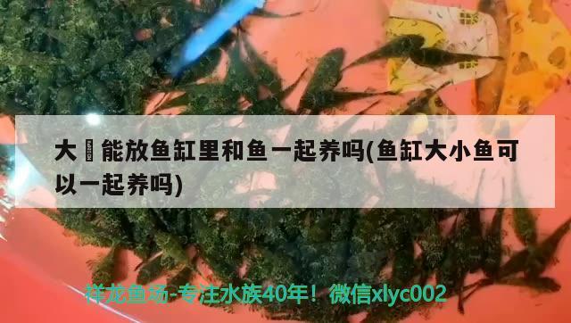 大薸能放魚缸里和魚一起養(yǎng)嗎(魚缸大小魚可以一起養(yǎng)嗎)