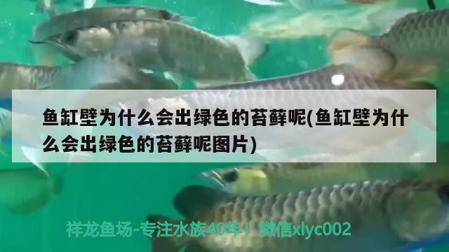 魚缸壁為什么會出綠色的苔蘚呢(魚缸壁為什么會出綠色的苔蘚呢圖片) 白子球鯊魚