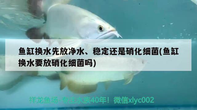 魚缸換水先放凈水、穩(wěn)定還是硝化細(xì)菌(魚缸換水要放硝化細(xì)菌嗎) 硝化細(xì)菌