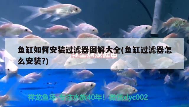 魚缸如何安裝過濾器圖解大全(魚缸過濾器怎么安裝?) 觀賞魚百科