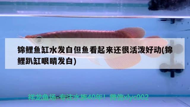 錦鯉魚(yú)缸水發(fā)白但魚(yú)看起來(lái)還很活潑好動(dòng)(錦鯉趴缸眼睛發(fā)白) 玫瑰銀版魚(yú)