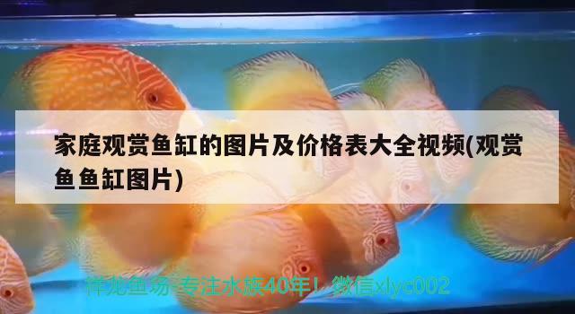 家庭觀賞魚缸的圖片及價格表大全視頻(觀賞魚魚缸圖片) 養(yǎng)魚知識