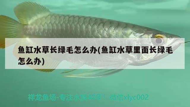 魚缸水草長綠毛怎么辦(魚缸水草里面長綠毛怎么辦)