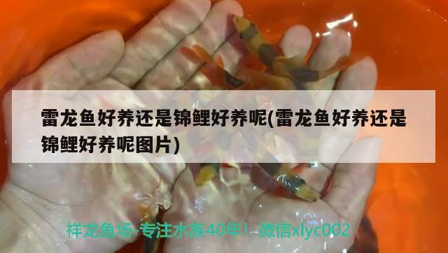 雷龍魚好養(yǎng)還是錦鯉好養(yǎng)呢(雷龍魚好養(yǎng)還是錦鯉好養(yǎng)呢圖片)