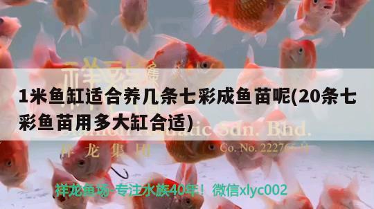 1米魚缸適合養(yǎng)幾條七彩成魚苗呢(20條七彩魚苗用多大缸合適)