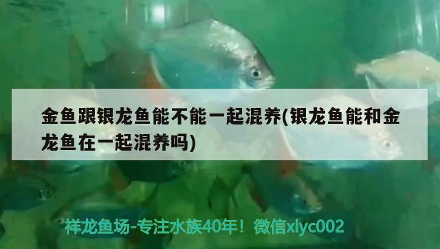 金魚跟銀龍魚能不能一起混養(yǎng)(銀龍魚能和金龍魚在一起混養(yǎng)嗎) 銀龍魚