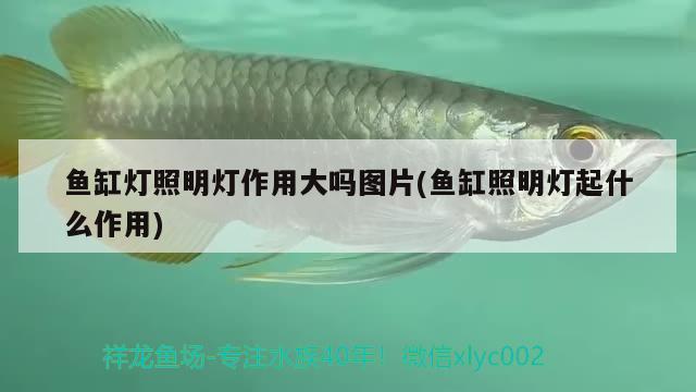 魚缸燈照明燈作用大嗎圖片(魚缸照明燈起什么作用) 財(cái)神鸚鵡魚