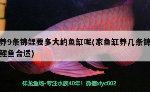 養(yǎng)9條錦鯉要多大的魚缸呢(家魚缸養(yǎng)幾條錦鯉魚合適) 水族雜談