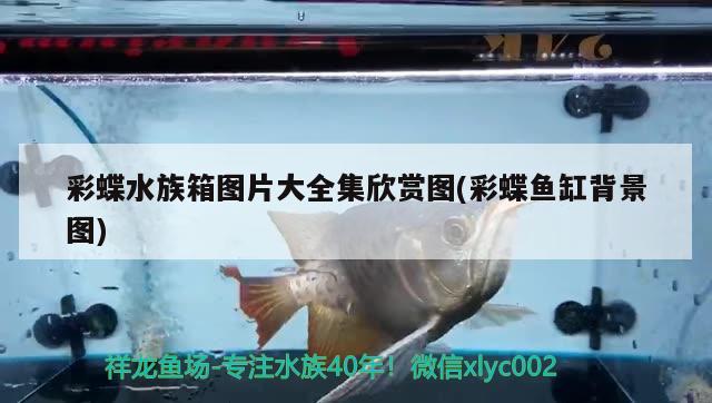 彩蝶水族箱圖片大全集欣賞圖(彩蝶魚缸背景圖) 魚缸/水族箱