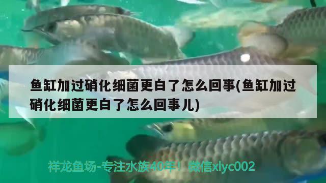 魚缸加過硝化細(xì)菌更白了怎么回事(魚缸加過硝化細(xì)菌更白了怎么回事兒)