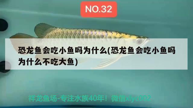 恐龍魚(yú)會(huì)吃小魚(yú)嗎為什么(恐龍魚(yú)會(huì)吃小魚(yú)嗎為什么不吃大魚(yú)) 魚(yú)糧魚(yú)藥