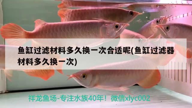 魚缸過濾材料多久換一次合適呢(魚缸過濾器材料多久換一次) 祥龍水族護理水