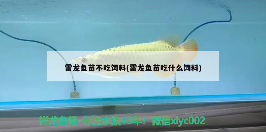 雷龍魚苗不吃飼料(雷龍魚苗吃什么飼料)