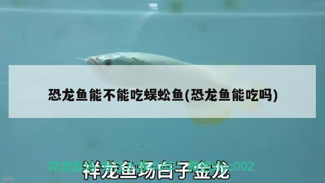 恐龍魚能不能吃蜈蚣魚(恐龍魚能吃嗎)