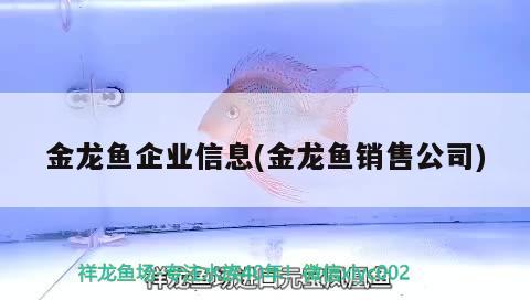 金龍魚企業(yè)信息(金龍魚銷售公司) 紅頭利魚