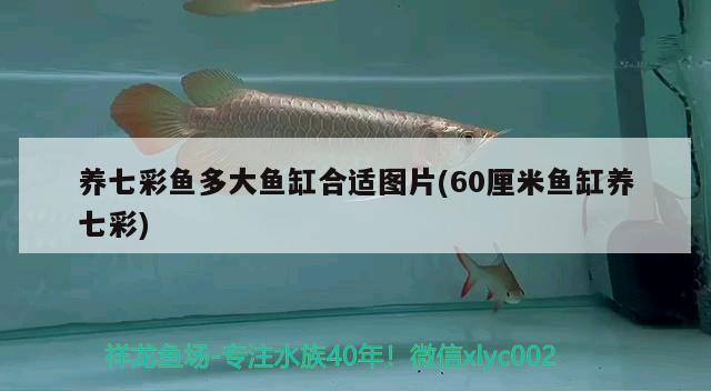 養(yǎng)七彩魚多大魚缸合適圖片(60厘米魚缸養(yǎng)七彩)