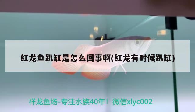 紅龍魚(yú)趴缸是怎么回事啊(紅龍有時(shí)候趴缸) 新加坡號(hào)半紅龍魚(yú)（練手級(jí)紅龍魚(yú)）