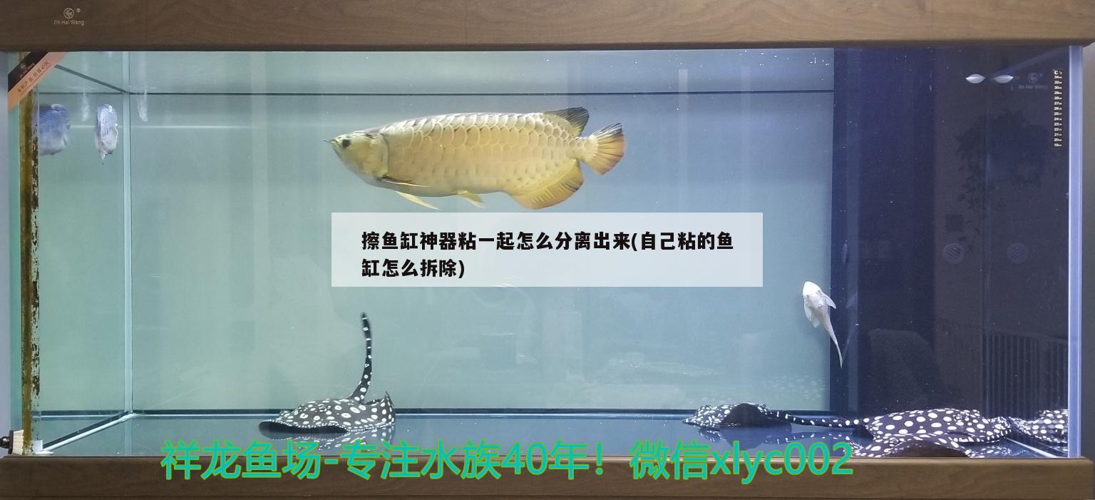 擦魚缸神器粘一起怎么分離出來(自己粘的魚缸怎么拆除)