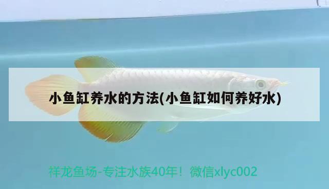 小魚缸養(yǎng)水的方法(小魚缸如何養(yǎng)好水) 南美異型魚