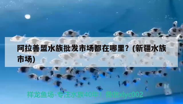 阿拉善盟水族批發(fā)市場都在哪里？(新疆水族市場) 觀賞魚水族批發(fā)市場