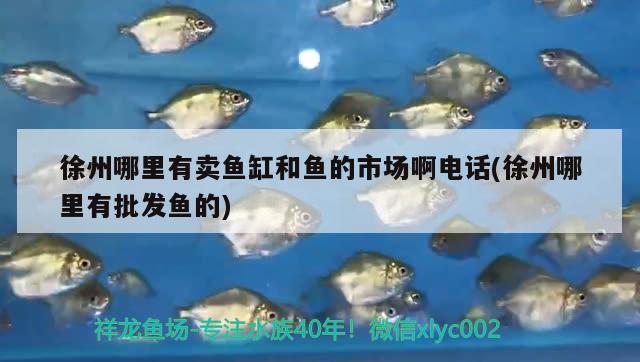 徐州哪里有賣魚缸和魚的市場(chǎng)啊電話(徐州哪里有批發(fā)魚的) 養(yǎng)魚知識(shí)