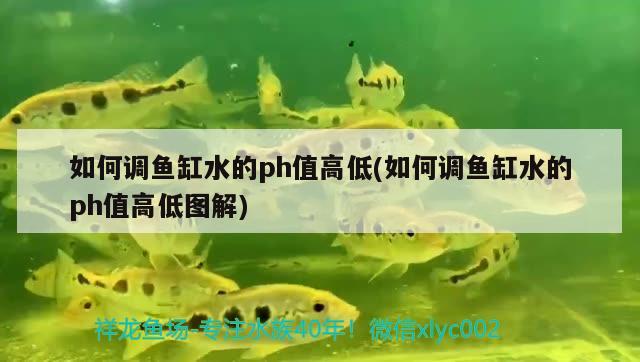 如何調(diào)魚缸水的ph值高低(如何調(diào)魚缸水的ph值高低圖解) 觀賞魚魚苗