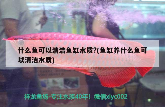 什么魚可以清潔魚缸水質(zhì)?(魚缸養(yǎng)什么魚可以清潔水質(zhì)) 狗頭魚