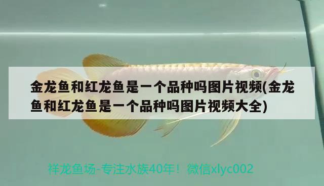 金龍魚(yú)和紅龍魚(yú)是一個(gè)品種嗎圖片視頻(金龍魚(yú)和紅龍魚(yú)是一個(gè)品種嗎圖片視頻大全) 藍(lán)底過(guò)背金龍魚(yú)