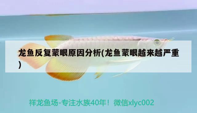 龍魚(yú)反復(fù)蒙眼原因分析(龍魚(yú)蒙眼越來(lái)越嚴(yán)重) 申古銀版魚(yú) 第1張