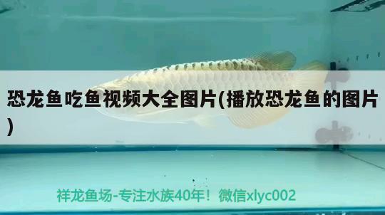 恐龍魚吃魚視頻大全圖片(播放恐龍魚的圖片)