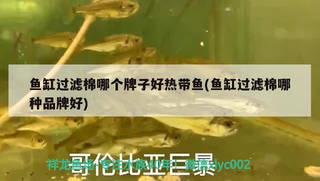 魚缸過濾棉哪個牌子好熱帶魚(魚缸過濾棉哪種品牌好) 綠皮辣椒小紅龍