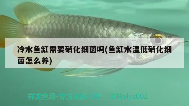 冷水魚缸需要硝化細菌嗎(魚缸水溫低硝化細菌怎么養(yǎng)) 硝化細菌