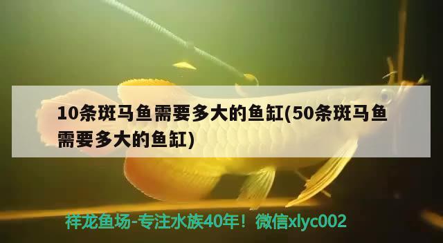 10條斑馬魚需要多大的魚缸(50條斑馬魚需要多大的魚缸)