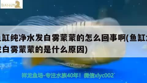 魚缸純凈水發(fā)白霧蒙蒙的怎么回事啊(魚缸水發(fā)白霧蒙蒙的是什么原因) 巴卡雷龍魚