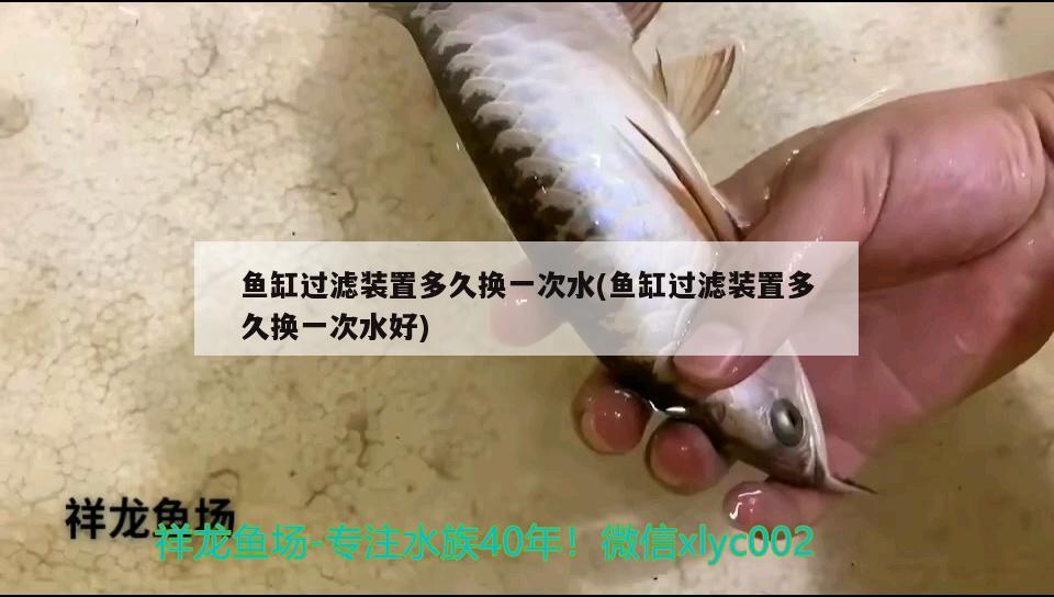 魚缸過濾裝置多久換一次水(魚缸過濾裝置多久換一次水好) 魚缸定做