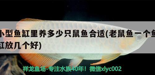 小型魚(yú)缸里養(yǎng)多少只鼠魚(yú)合適(老鼠魚(yú)一個(gè)魚(yú)缸放幾個(gè)好)