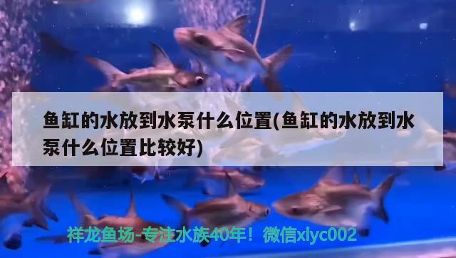 魚(yú)缸的水放到水泵什么位置(魚(yú)缸的水放到水泵什么位置比較好) 藍(lán)帆三間魚(yú)