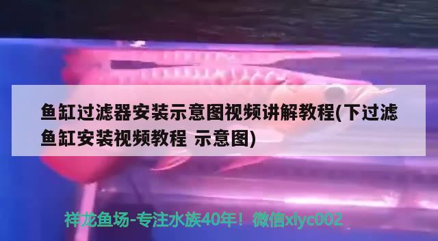 魚缸過濾器安裝示意圖視頻講解教程(下過濾魚缸安裝視頻教程示意圖) 養(yǎng)魚知識(shí)