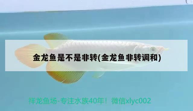 金龍魚是不是非轉(zhuǎn)(金龍魚非轉(zhuǎn)調(diào)和) 南美異型魚